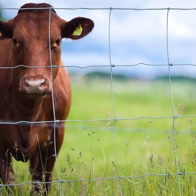 ISO9001 Galwanizowane ogrodzenie z siatki drucianej do hodowli bydła 200m / rolka