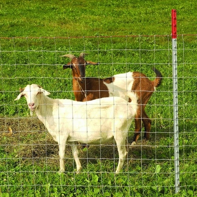 Deer Goat Farm Ogrodzenie z drutu Ocynkowane ogrodzenie z drutu ocynkowanego